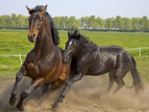 Jeździectwo konne - dyscypliny sportowe