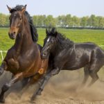 Jeździectwo konne - dyscypliny sportowe